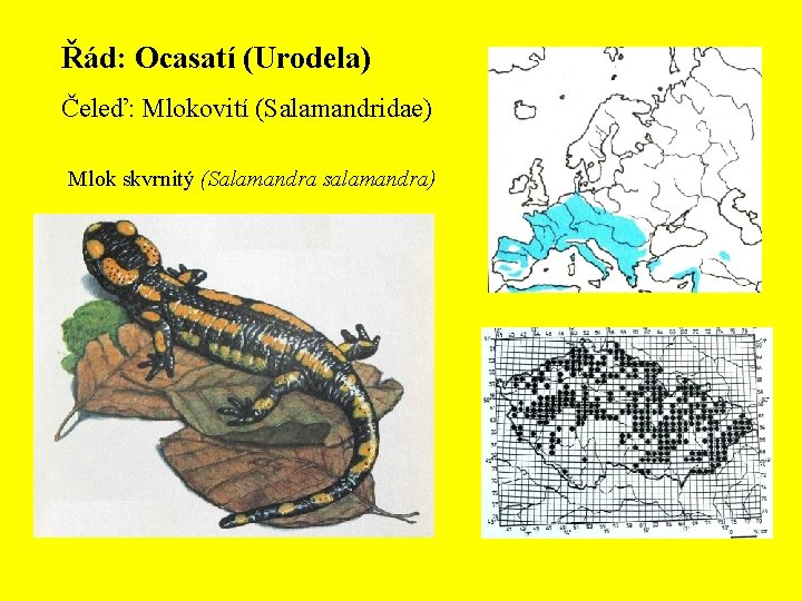 Řád: Ocasatí (Urodela) Čeleď: Mlokovití (Salamandridae) Mlok skvrnitý (Salamandra salamandra) 