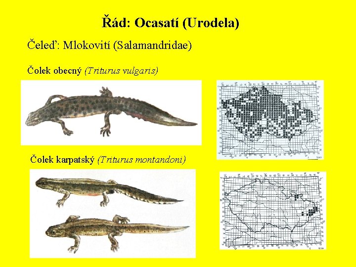Řád: Ocasatí (Urodela) Čeleď: Mlokovití (Salamandridae) Čolek obecný (Triturus vulgaris) Čolek karpatský (Triturus montandoni)
