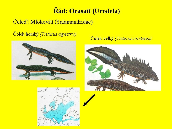 Řád: Ocasatí (Urodela) Čeleď: Mlokovití (Salamandridae) Čolek horský (Triturus alpestris) Čolek velký (Triturus cristatus)