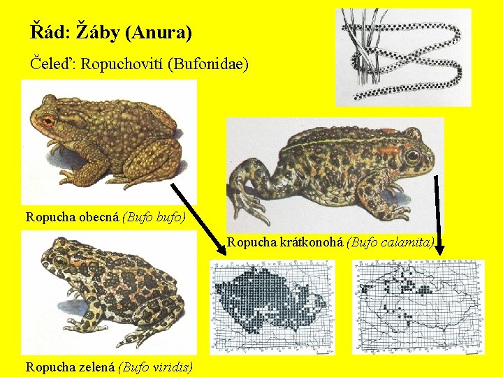 Řád: Žáby (Anura) Čeleď: Ropuchovití (Bufonidae) Ropucha obecná (Bufo bufo) Ropucha krátkonohá (Bufo calamita)