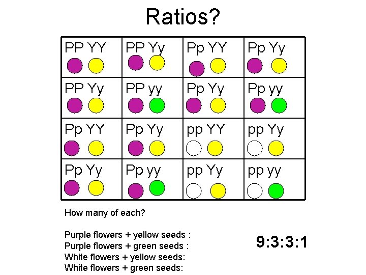 Ratios? PP YY PP Yy Pp YY Pp Yy PP yy Pp Yy Pp