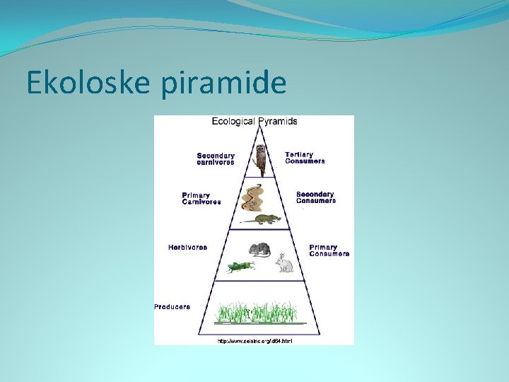 Ekoloske piramide 