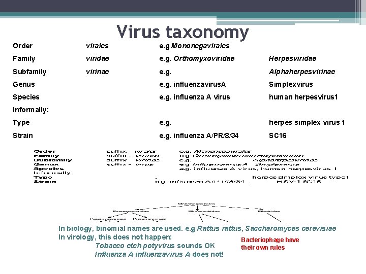 Virus taxonomy Order virales e. g Mononegavirales Family viridae e. g. Orthomyxoviridae Herpesviridae Subfamily