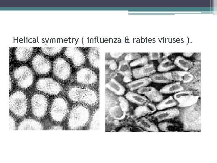 Helical symmetry ( influenza & rabies viruses ). 