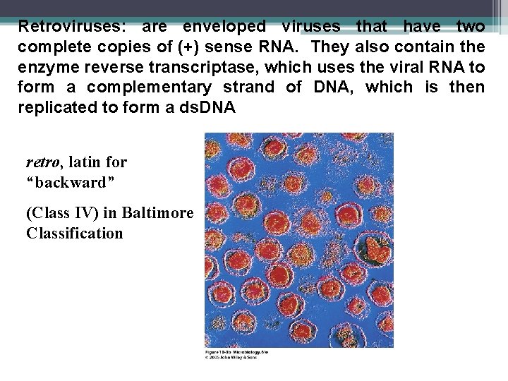 Retroviruses: are enveloped viruses that have two complete copies of (+) sense RNA. They