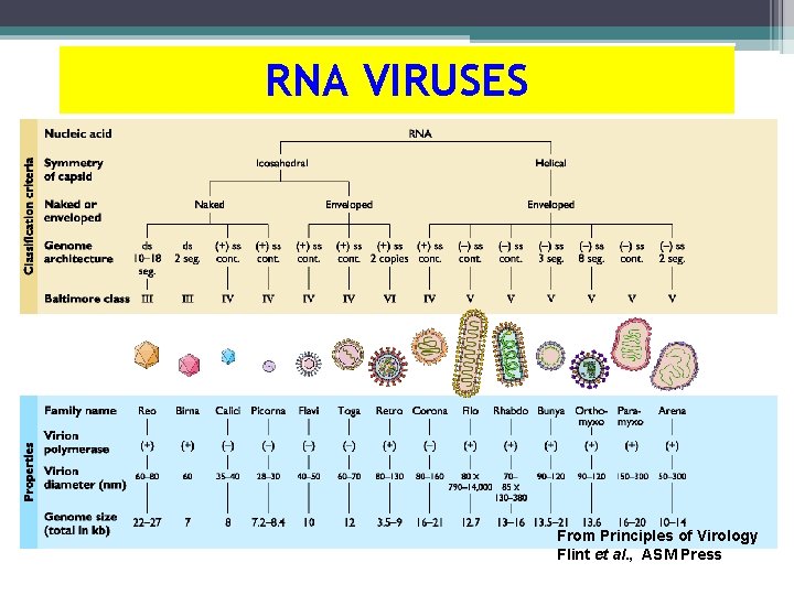RNA VIRUSES From Principles of Virology Flint et al. , ASM Press 