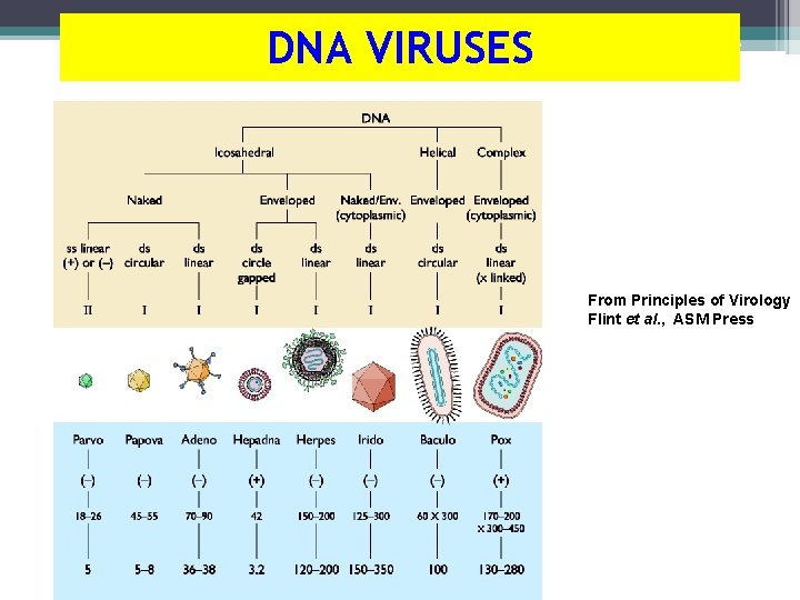 DNA VIRUSES From Principles of Virology Flint et al. , ASM Press 