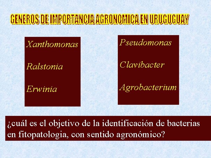 Xanthomonas Pseudomonas Ralstonia Clavibacter Erwinia Agrobacterium ¿cuál es el objetivo de la identificación de