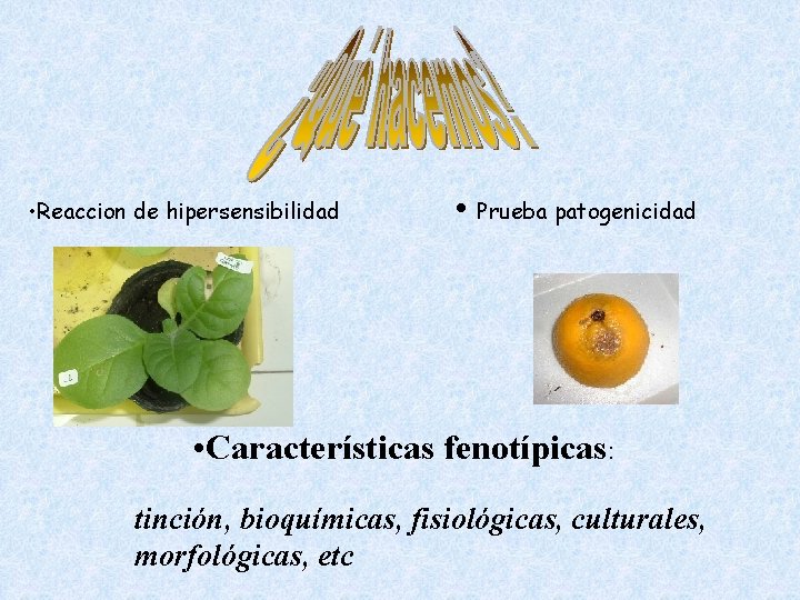  • Reaccion de hipersensibilidad • Prueba patogenicidad • Características fenotípicas: tinción, bioquímicas, fisiológicas,