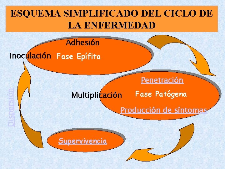 ESQUEMA SIMPLIFICADO DEL CICLO DE LA ENFERMEDAD Adhesión Inoculación Fase Epífita Dispersión Penetración Multiplicación