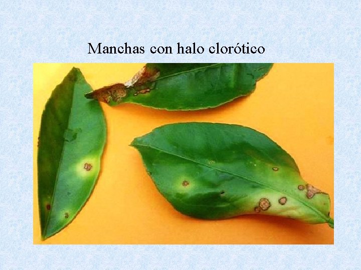 Manchas con halo clorótico 