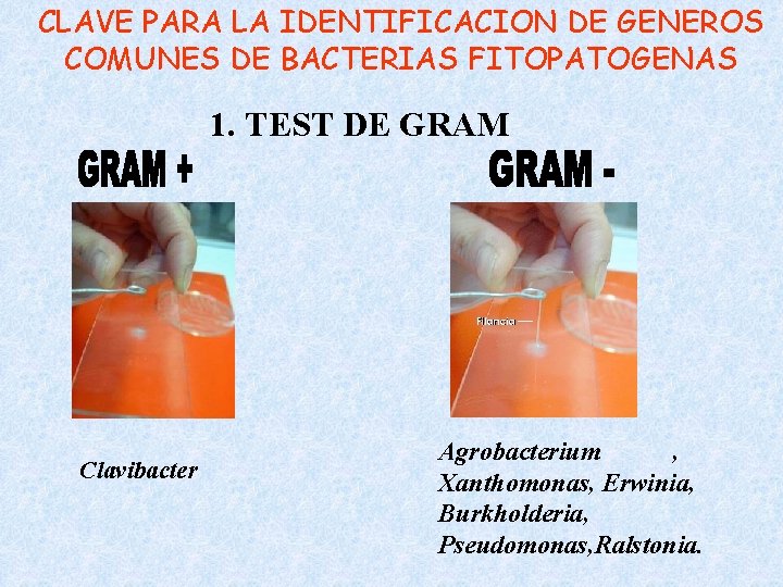 CLAVE PARA LA IDENTIFICACION DE GENEROS COMUNES DE BACTERIAS FITOPATOGENAS 1. TEST DE GRAM