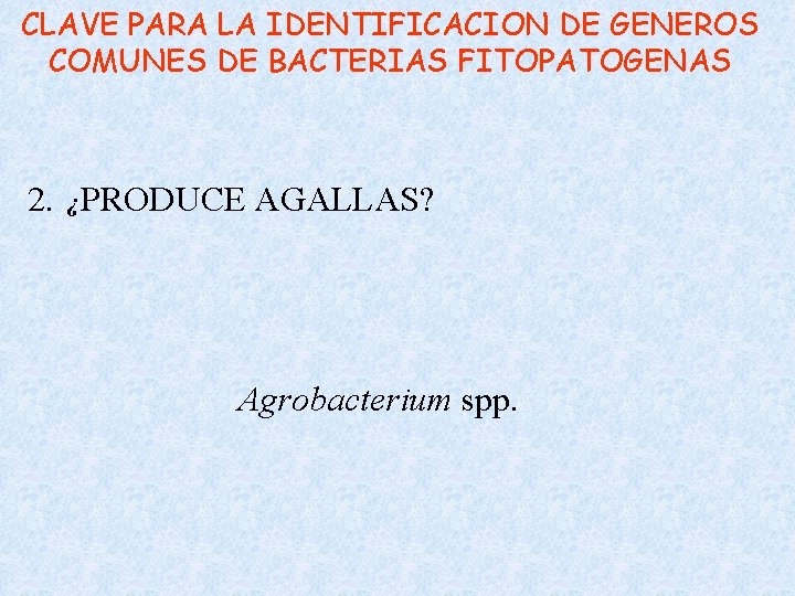 CLAVE PARA LA IDENTIFICACION DE GENEROS COMUNES DE BACTERIAS FITOPATOGENAS 2. ¿PRODUCE AGALLAS? Agrobacterium