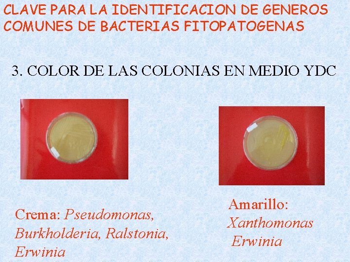 CLAVE PARA LA IDENTIFICACION DE GENEROS COMUNES DE BACTERIAS FITOPATOGENAS 3. COLOR DE LAS