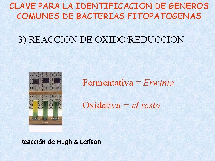 CLAVE PARA LA IDENTIFICACION DE GENEROS COMUNES DE BACTERIAS FITOPATOGENAS 3) REACCION DE OXIDO/REDUCCION