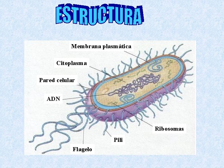 Membrana plasmática Citoplasma Pared celular ADN Ribosomas Pili Flagelo 