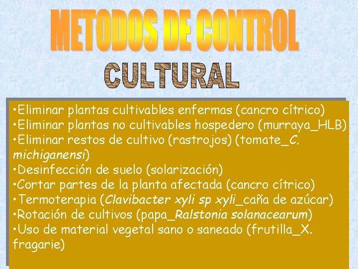  • Eliminar plantas cultivables enfermas (cancro cítrico) • Eliminar plantas no cultivables hospedero