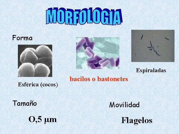 Forma Espiraladas Esférica (cocos) Tamaño O, 5 µm bacilos o bastonetes Movilidad Flagelos 