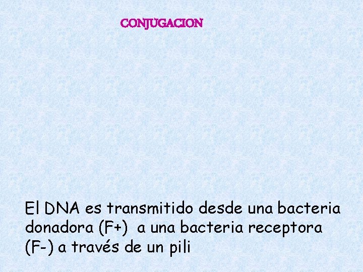 CONJUGACION El DNA es transmitido desde una bacteria donadora (F+) a una bacteria receptora