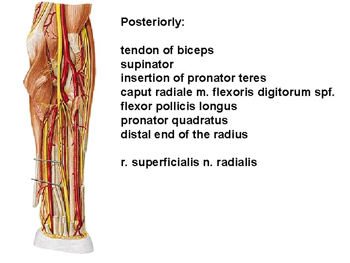 Posteriorly: tendon of biceps supinator insertion of pronator teres caput radiale m. flexoris digitorum
