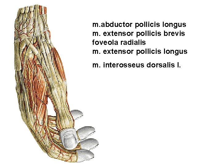 m. abductor pollicis longus m. extensor pollicis brevis foveola radialis m. extensor pollicis longus