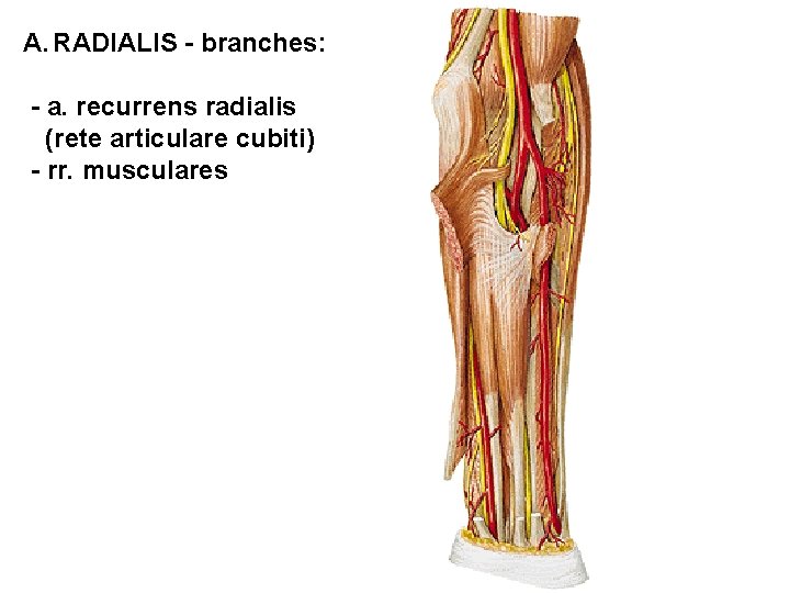 A. RADIALIS - branches: - a. recurrens radialis (rete articulare cubiti) - rr. musculares