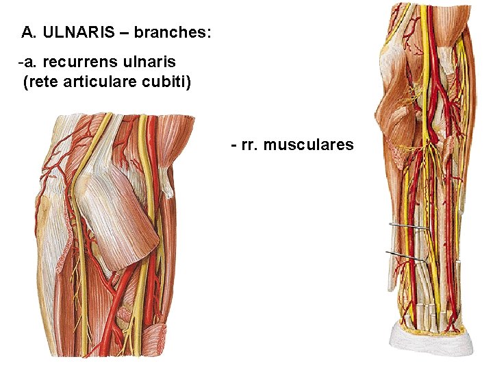 A. ULNARIS – branches: -a. recurrens ulnaris (rete articulare cubiti) - rr. musculares 