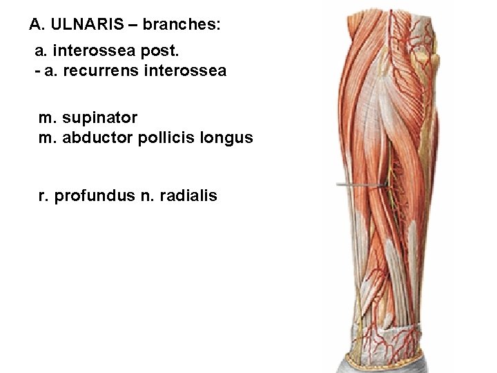 A. ULNARIS – branches: a. interossea post. - a. recurrens interossea m. supinator m.