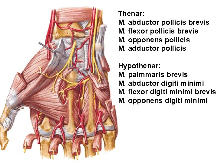 Thenar: M. abductor pollicis brevis M. flexor pollicis brevis M. opponens pollicis M. adductor