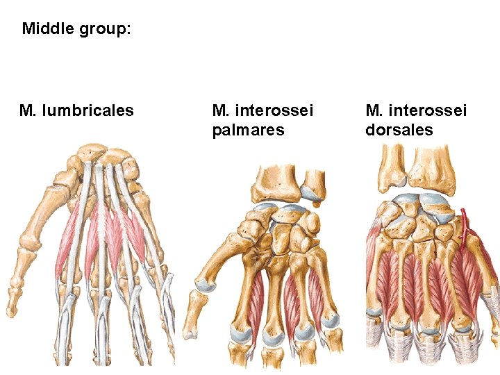 Middle group: M. lumbricales M. interossei palmares M. interossei dorsales 