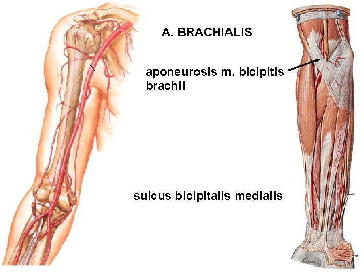 A. BRACHIALIS aponeurosis m. bicipitis brachii sulcus bicipitalis medialis 