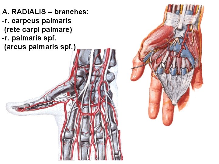A. RADIALIS – branches: -r. carpeus palmaris (rete carpi palmare) -r. palmaris spf. (arcus