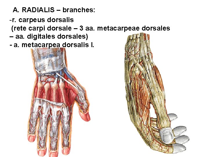 A. RADIALIS – branches: -r. carpeus dorsalis (rete carpi dorsale – 3 aa. metacarpeae