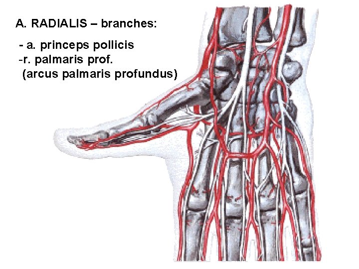 A. RADIALIS – branches: - a. princeps pollicis -r. palmaris prof. (arcus palmaris profundus)