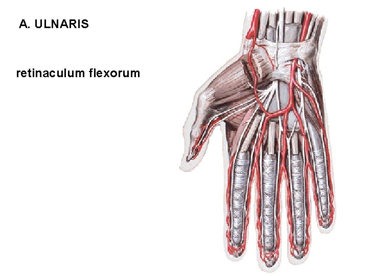 A. ULNARIS retinaculum flexorum 