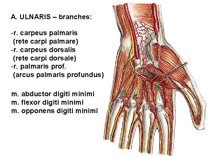 A. ULNARIS – branches: -r. carpeus palmaris (rete carpi palmare) -r. carpeus dorsalis (rete