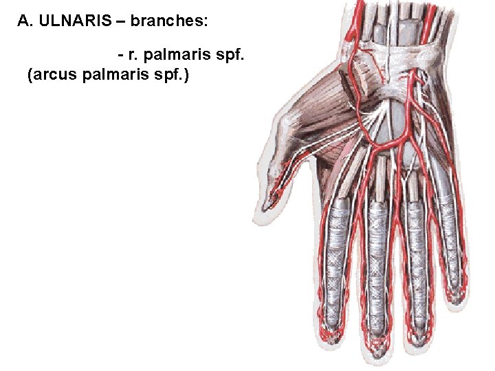 A. ULNARIS – branches: - r. palmaris spf. (arcus palmaris spf. ) 