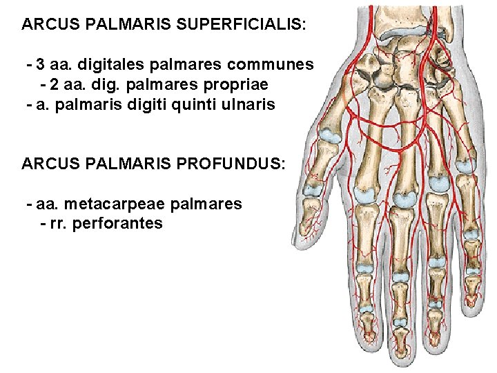 ARCUS PALMARIS SUPERFICIALIS: - 3 aa. digitales palmares communes - 2 aa. dig. palmares