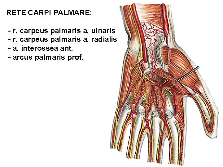 RETE CARPI PALMARE: - r. carpeus palmaris a. ulnaris - r. carpeus palmaris a.