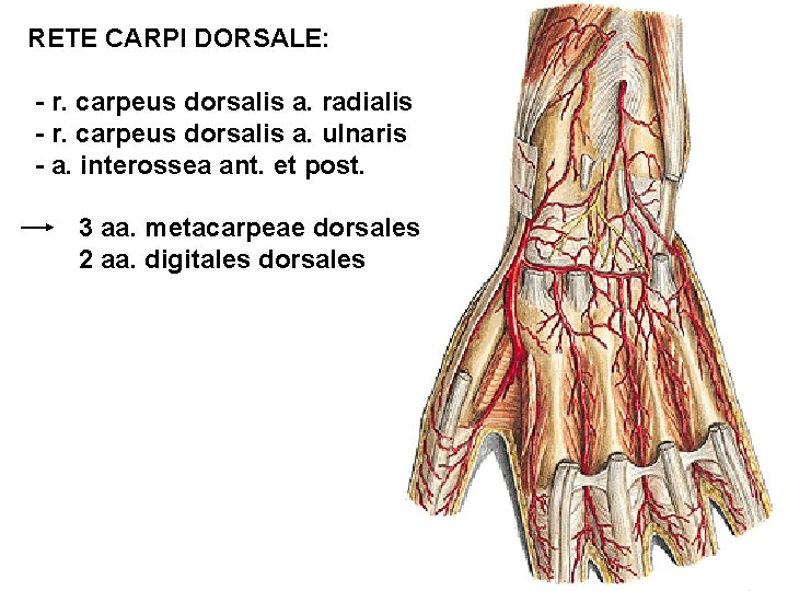 RETE CARPI DORSALE: - r. carpeus dorsalis a. radialis - r. carpeus dorsalis a.