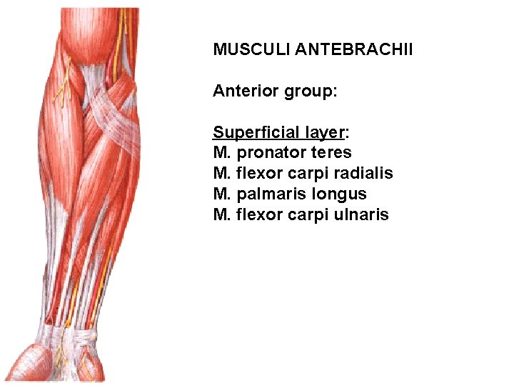 MUSCULI ANTEBRACHII Anterior group: Superficial layer: M. pronator teres M. flexor carpi radialis M.