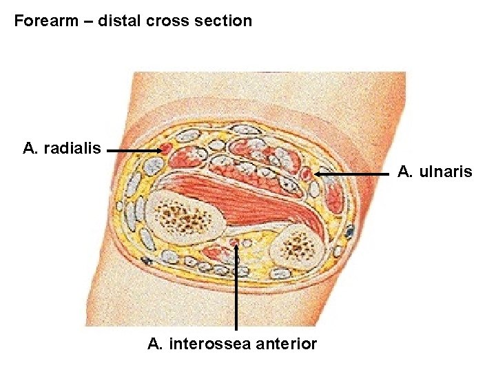 Forearm – distal cross section A. radialis A. ulnaris A. interossea anterior 