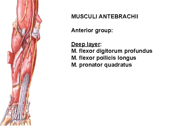 MUSCULI ANTEBRACHII Anterior group: Deep layer: M. flexor digitorum profundus M. flexor pollicis longus