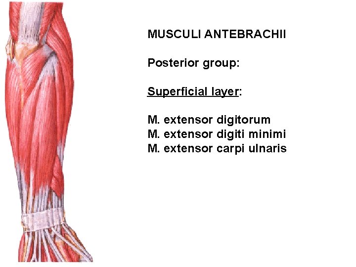 MUSCULI ANTEBRACHII Posterior group: Superficial layer: M. extensor digitorum M. extensor digiti minimi M.