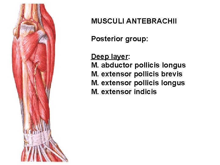 MUSCULI ANTEBRACHII Posterior group: Deep layer: M. abductor pollicis longus M. extensor pollicis brevis