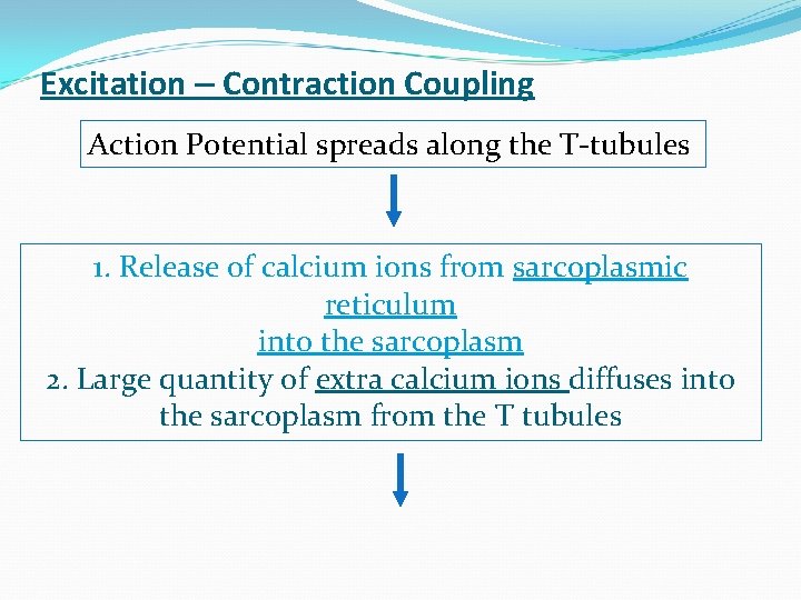 Excitation – Contraction Coupling Action Potential spreads along the T-tubules 1. Release of calcium