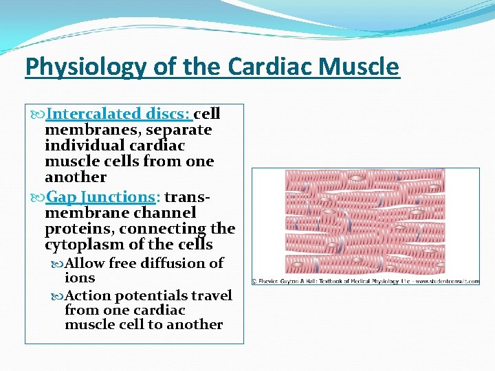 Physiology of the Cardiac Muscle Intercalated discs: cell membranes, separate individual cardiac muscle cells
