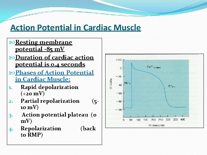 Action Potential in Cardiac Muscle Resting membrane potential -85 m. V Duration of cardiac
