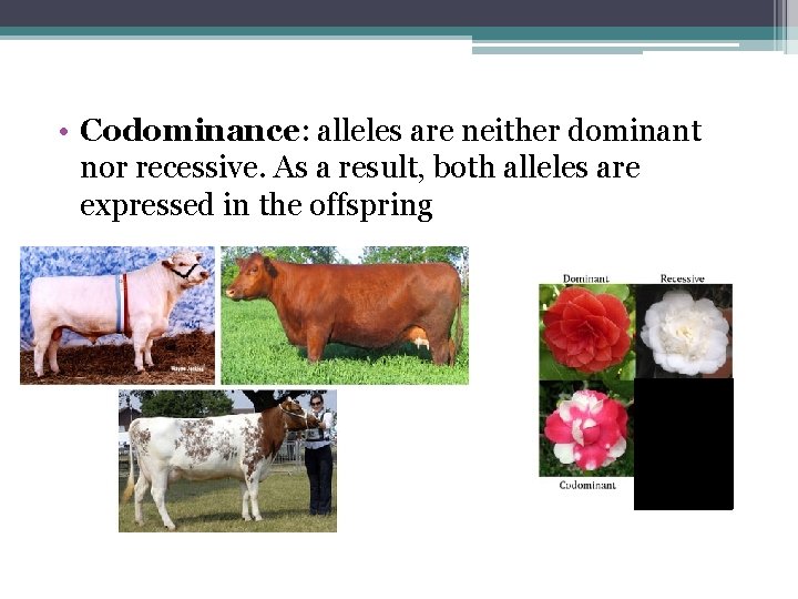  • Codominance: alleles are neither dominant nor recessive. As a result, both alleles