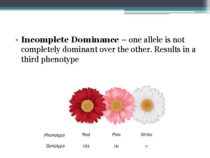  • Incomplete Dominance – one allele is not completely dominant over the other.